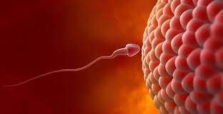 PRESERVAR LA FERTILIDAD ANTE LA POSTERGACIÓN DE LA MATERNIDAD