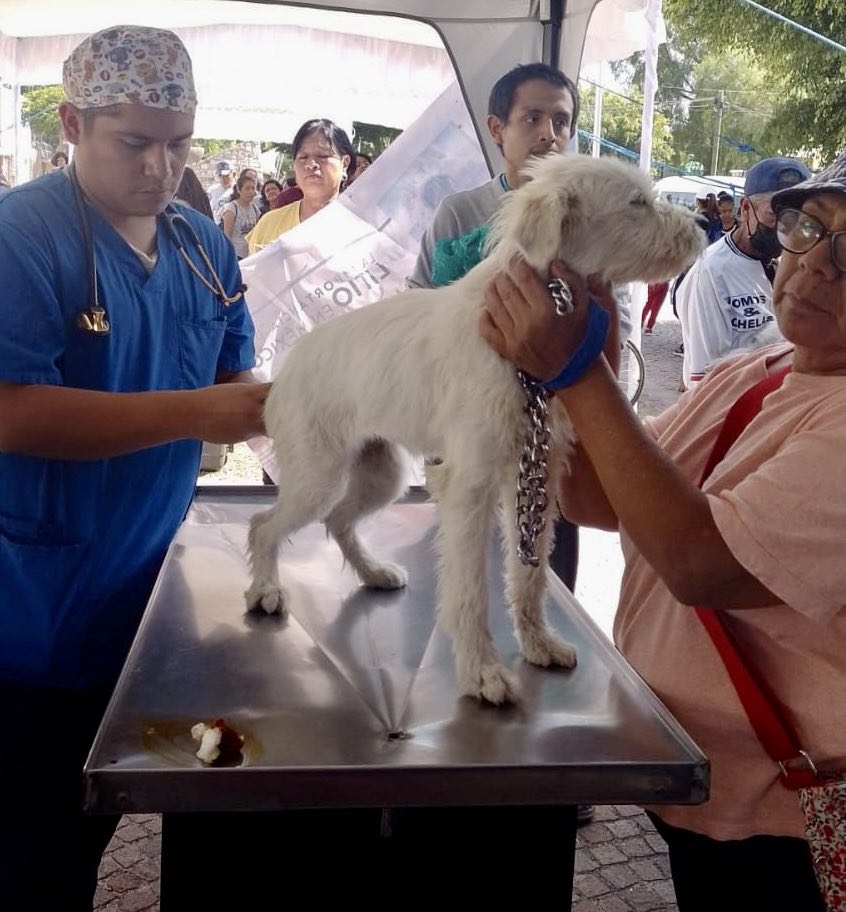 PROMUEVE SENADOR ARMENTA DERECHOS DE MASCOTAS Y RESPETO A LA VIDA ANIMAL