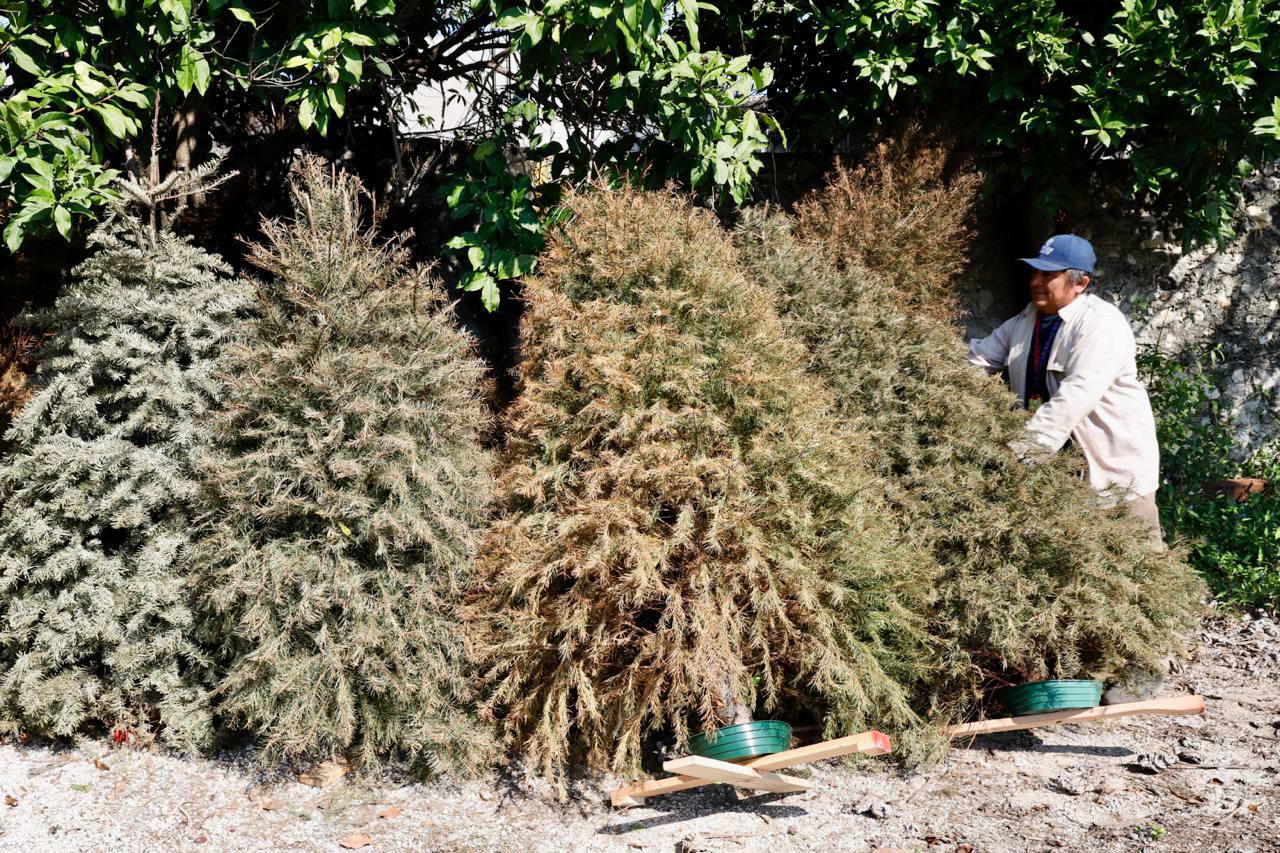 ABRE AYUNTAMIENTO DE MÉRIDA CENTROS DE ACOPIO PARA RECICLAR ÁRBOLES DE NAVIDAD