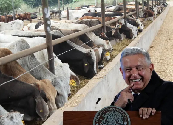 PLAGA DEL GUSANO BARRENADOR, POR CULPA DE OBRADOR