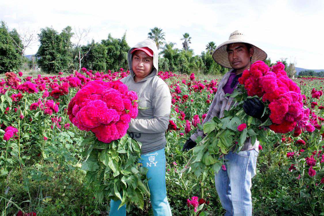 LIDERA PUEBLA PRODUCCIÓN NACIONAL DE CEMPASÚCHIL Y TERCIOPELO; CONCENTRA EL 72% DE AMBOS CULTIVOS