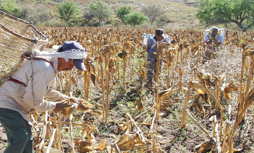FRACASA CAMPO EN MANOS DE BURÓCRATAS