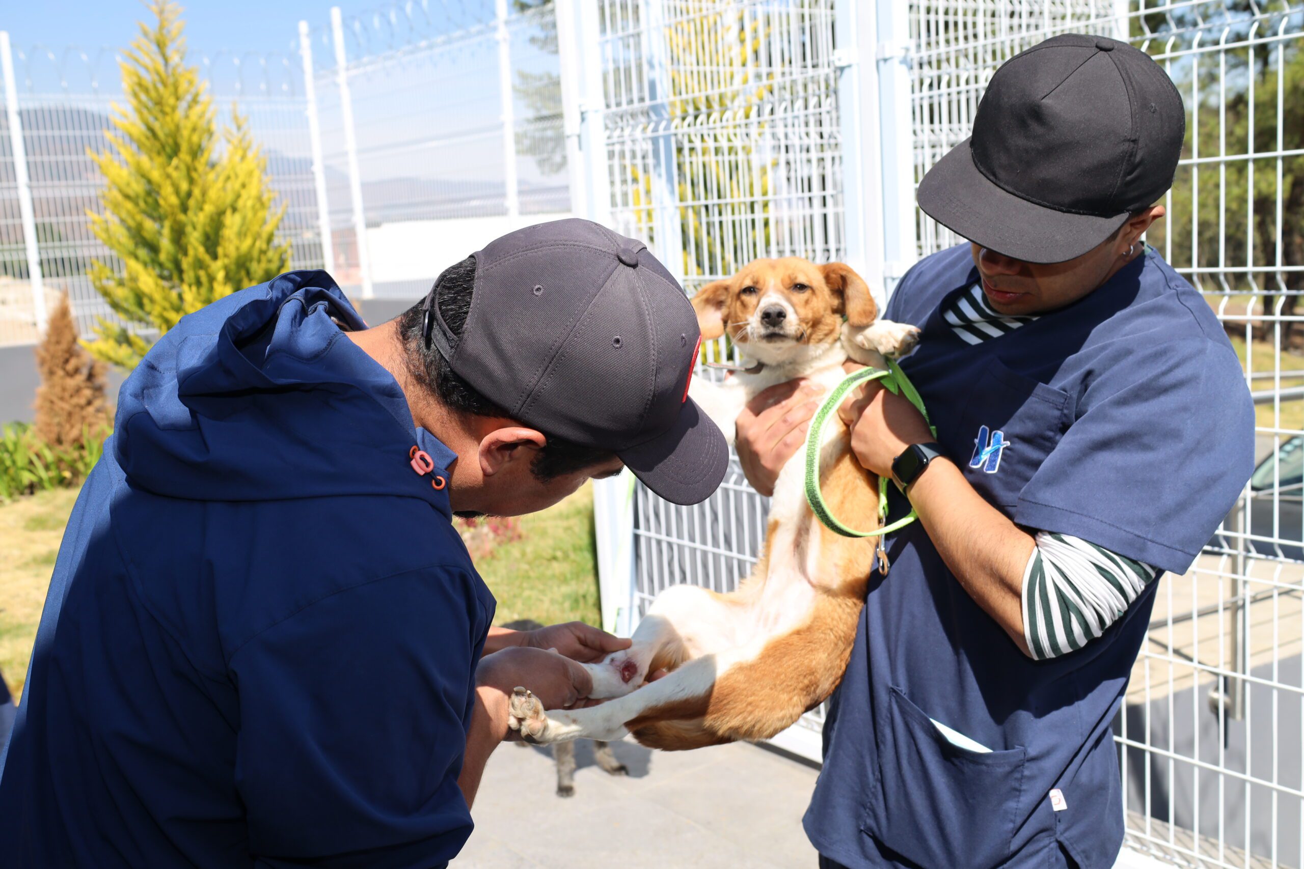 REALIZA HUIXQUILUCAN 880 ESTERILIZACIONES Y CONSULTAS VETERINARIAS GRATUITAS PARA MASCOTAS