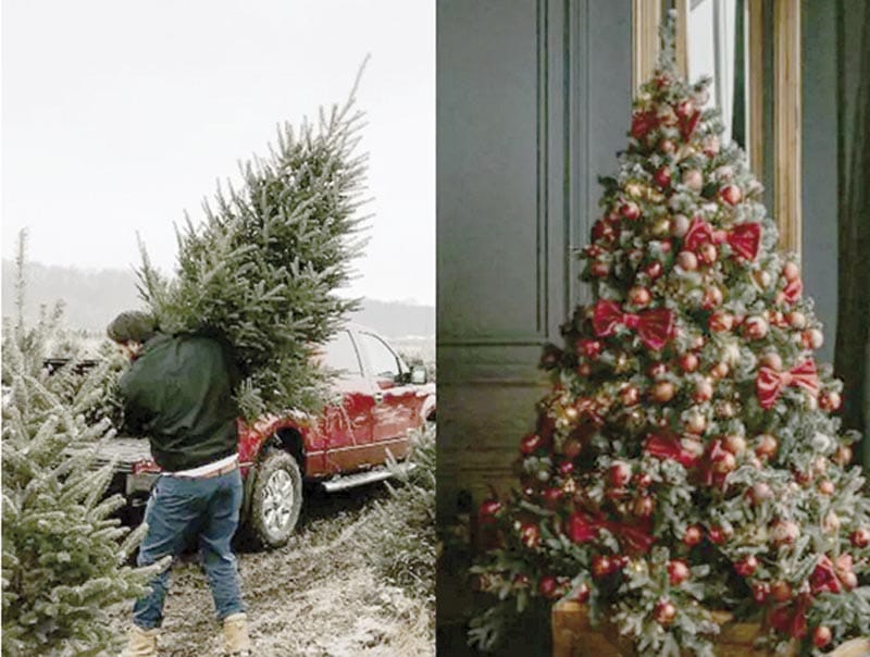 ÁRBOLES DE NAVIDAD ARTIFICIALES Y NATURALES CONTRIBUYEN A LA CONTAMINACIÓN POR TRANSPORTE Y PRODUCCIÓN