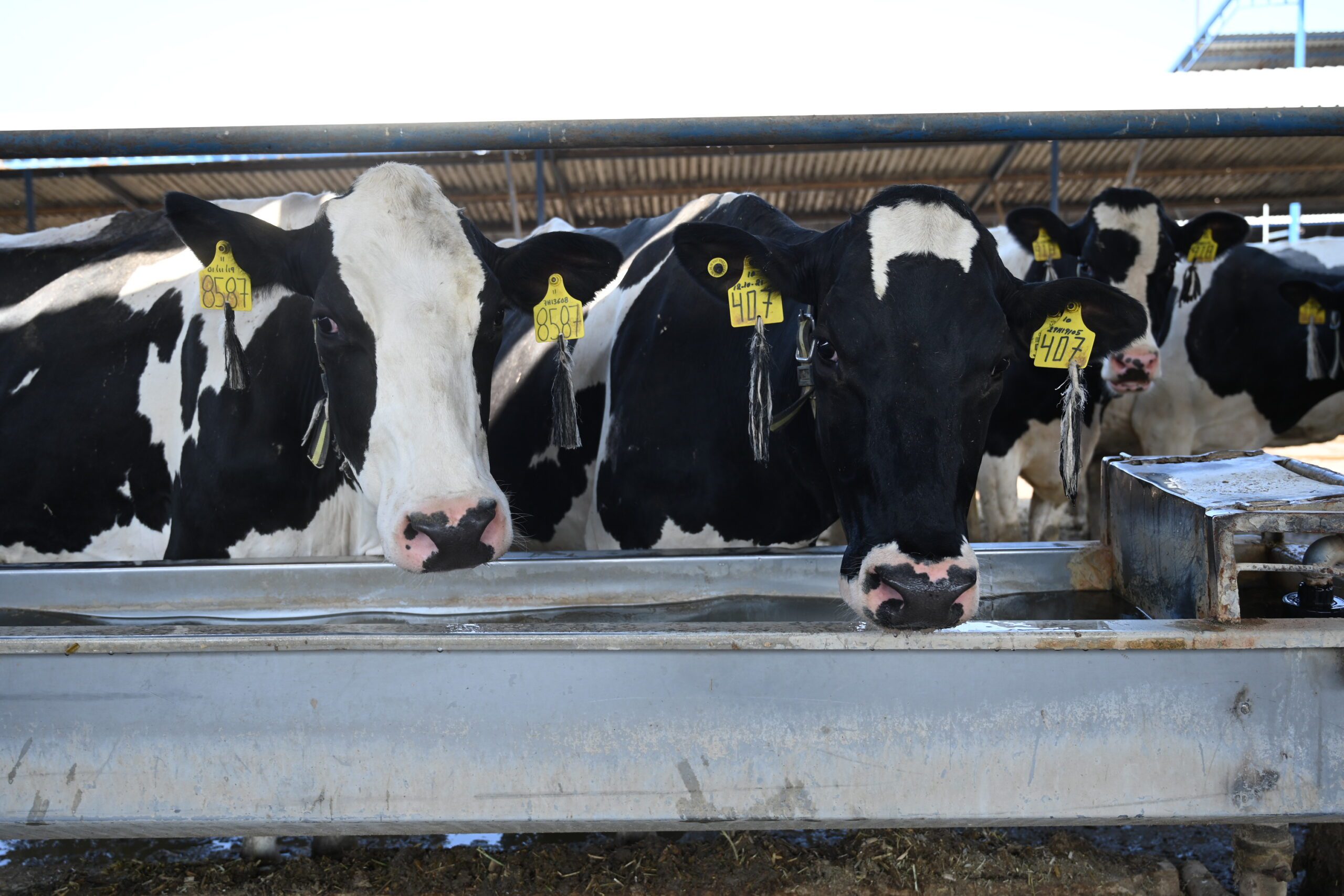 REFUERZAN VIGILANCIA PECUARIA EN HIDALGO ANTE DETECCIÓN DEL GUSANO BARRENADOR