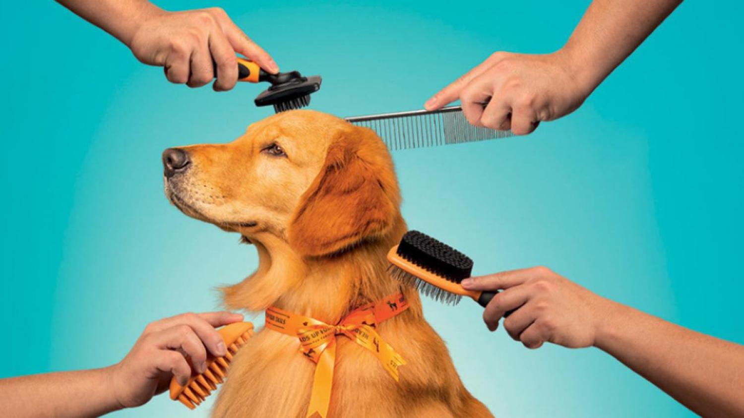 LA PET ECONOMY CRECE MÁS QUE LOS DEMÁS SECTORES MINORISTAS