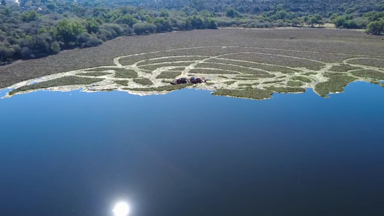 AVANZA SANEAMIENTO EN PRESA ENDHÓ; MÁS DE 650 HECTÁREAS HAN SIDO INTERVENIDAS CONTRA EL LIRIO ACUÁTICO