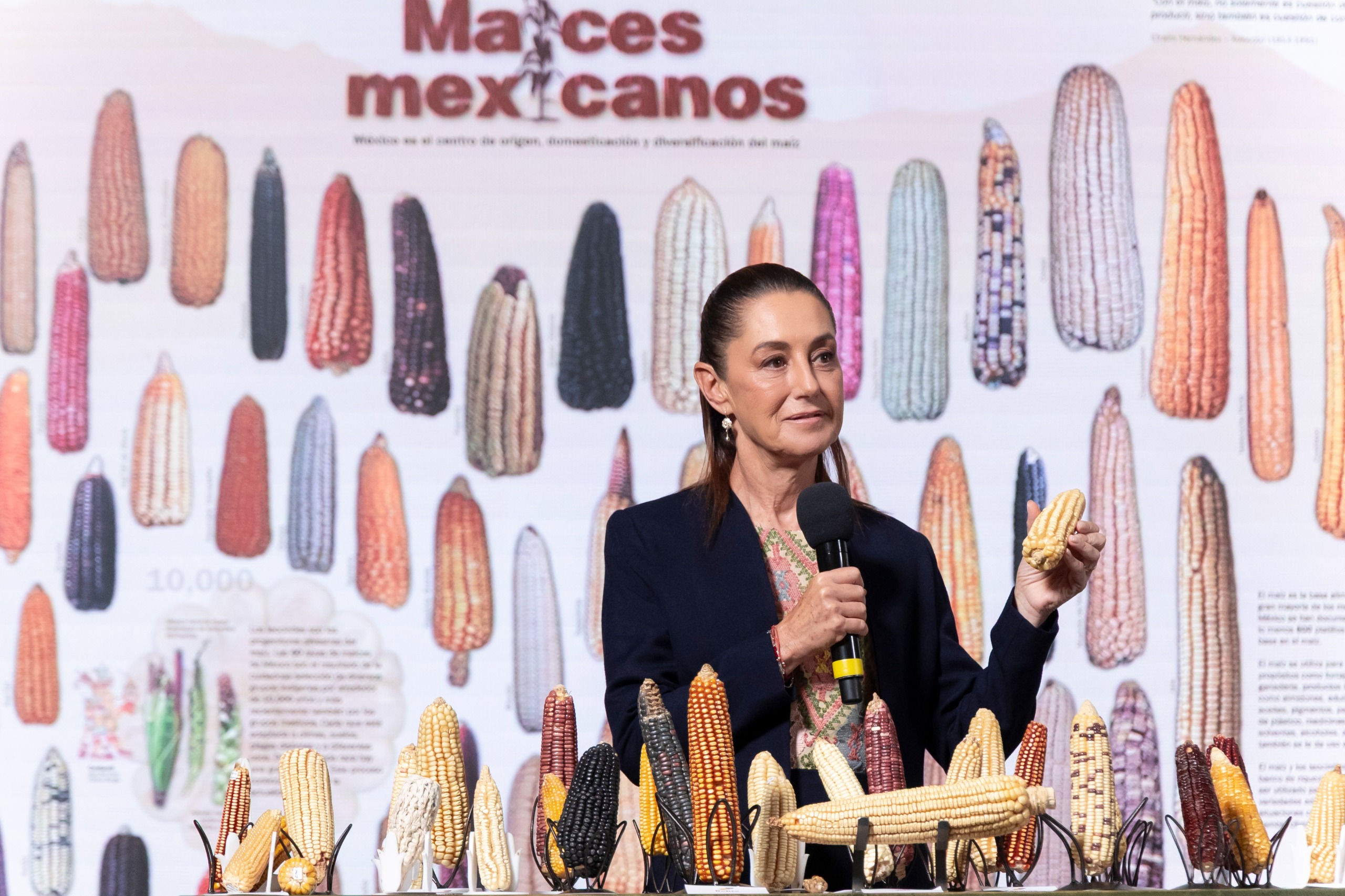 ANUNCIA CLAUDIA SHEINBAUM PROGRAMA ‘SIN MAÍZ NO HAY PAÍS’ PARA PRODUCIR CON BIENESTAR