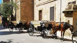 EN MÉRIDA SE COMPROMETEN CON LA SALUD Y EL BIENESTAR ANIMAL