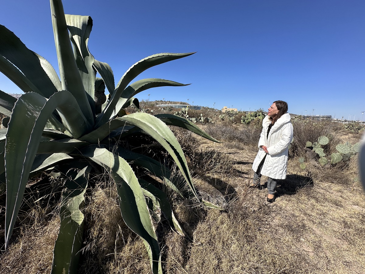 CON EL CULTIVO DEL MAGUEY HIDALGO APORTA A LA PRESERVACIÓN Y CUIDADO DEL MEDIO AMBIENTE