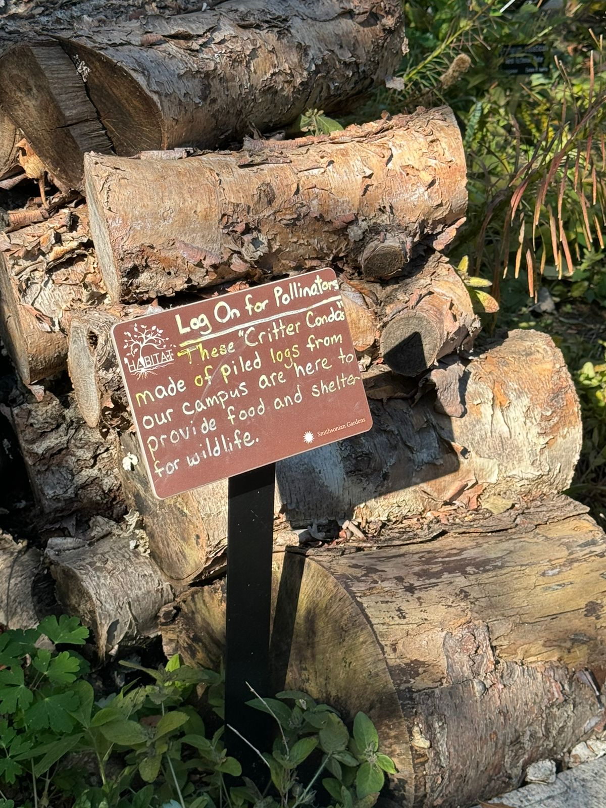 VA HIDALGO POR LA PROTECCIÓN DE LA MARIPOSA MONARCA